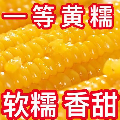 黄糯玉米种子黄金甜粘糯大棒高产粘掉牙非转基因杂交香糯玉米种子