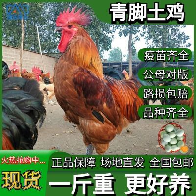 正宗一斤土鸡苗活鸡母鸡1斤脱温青年散养小脚鸡笨鸡草鸡高产蛋鸡【8月31日发完】