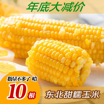 东北黄糯玉米10根非即食代餐自有农场零填加非转基因