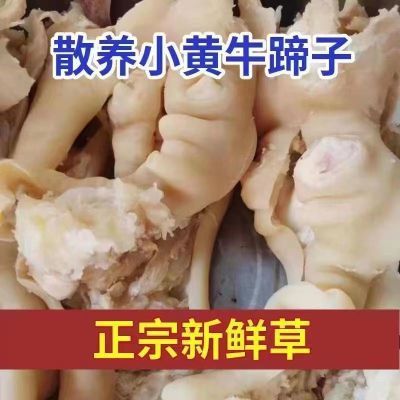 草饲黄牛牛蹄子去骨带筋牛蹄子整只新鲜半熟脱骨牛脚牛蹄筋牛蹄皮