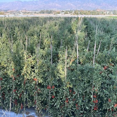 西红柿樱桃水果,整箱成熟自家种植阳光无公害无激素无催红直发