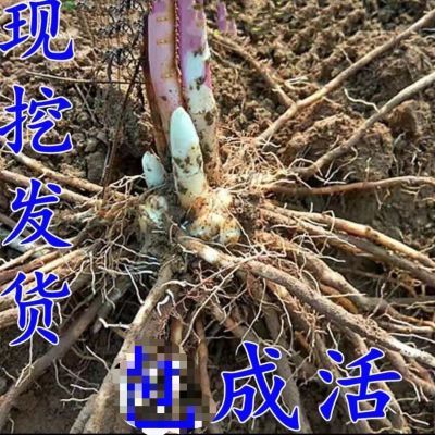 芦笋苗根苗芦笋苗食用蔬菜苗四季多年生庭院阳台盆栽新鲜耐寒