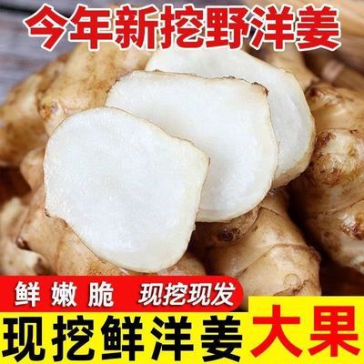 洋姜新鲜现挖野生鬼子姜腌制姜可腌菜不辣姜现货菊芋洋姜新鲜红皮