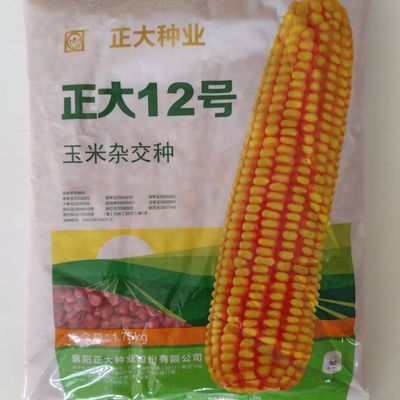 正大12玉米种大棒抗锈病抗青枯病活干成熟高产玉米种子