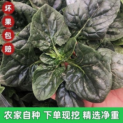 河南露天种植现挖新鲜红根趴地菠菜甜菠菜新鲜蔬菜矮秆大叶菠菜