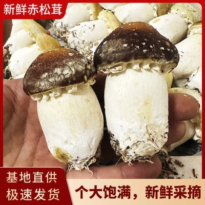 福建古田新鲜赤松茸姬松茸大球盖菇巴西菇当季食用鲜菌菇蘑菇现采