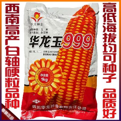 华龙玉999玉米种高产白轴硬粒矮秆大棒玉米种子云贵川杂交黄包谷