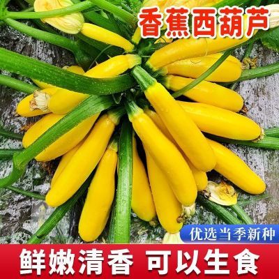 水果型西葫芦种子香蕉瓜黄色盆栽种籽特色春秋季四季蔬菜种子瓜种