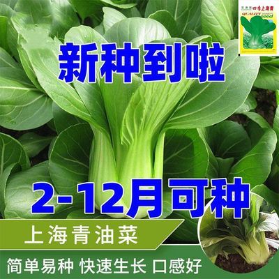 四季上海青种子白菜种籽蔬菜种子青菜小白菜四季易种盆栽蔬菜种子
