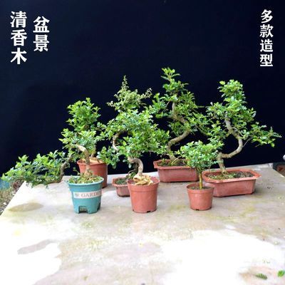 清香木胡椒木盆景盆栽花卉绿植四季室内阳台