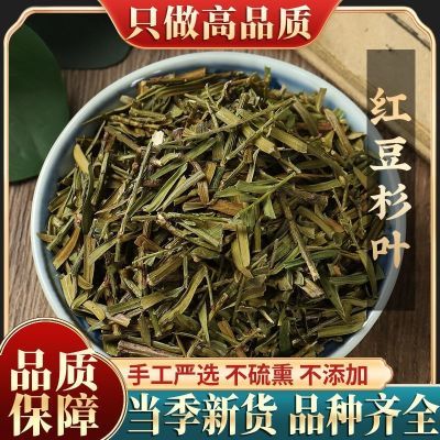 精选中药材红豆杉叶特百年西藏红豆杉叶子含紫彬醇另有红豆杉特级