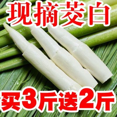 【现摘现发】特级新鲜高山茭白高笋月子下奶茭笋当季时令蔬菜