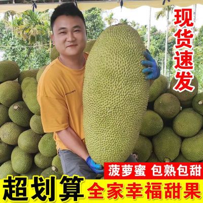 正宗海南菠萝蜜新鲜水果包邮当季孕妇波罗蜜一整个干苞黄肉批发价