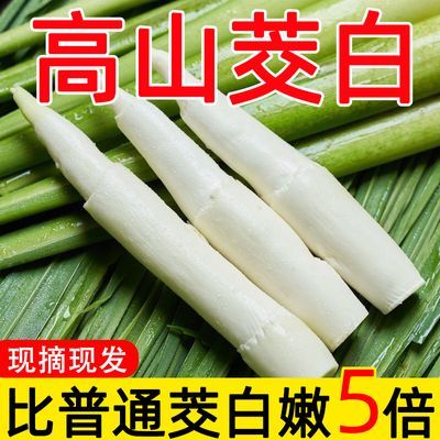 【现货速发】早上采摘福建新鲜茭白时令蔬菜农家种植高笋茭儿菜