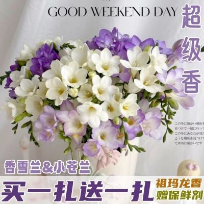 香雪兰花云南直发清新花香家庭办公室鲜花花期长水培