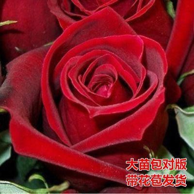 【带花苞 带原土30-50cm高】 大花浓香正宗玫瑰月季花苗