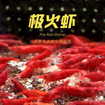 极火虾公母混捞可繁殖淡水观赏虾除藻清理鱼缸新手最佳