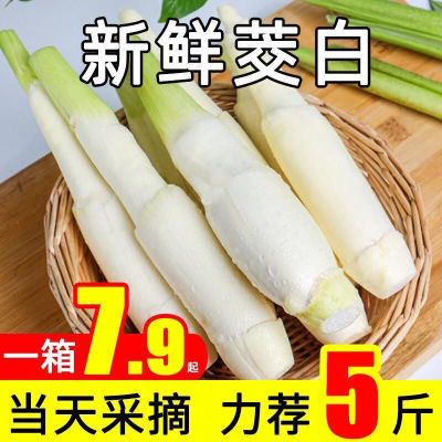 2024年新鲜茭白时令农家火锅蔬菜农家种植高笋茭儿菜月子下奶食材