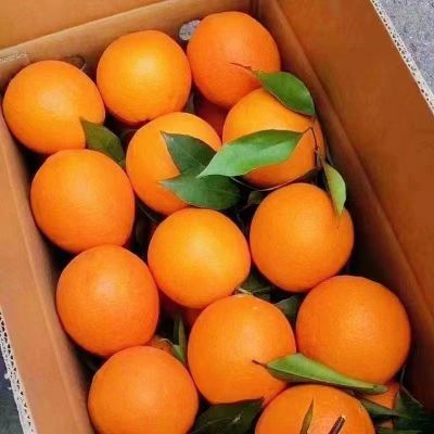 5斤精品超甜脐橙新鲜橙子果冻橙子整箱批发非秭归赣南冰糖橙