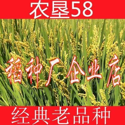农垦58粳稻种子水稻种子香米种子高产抗病抗倒伏口感好旱稻种子