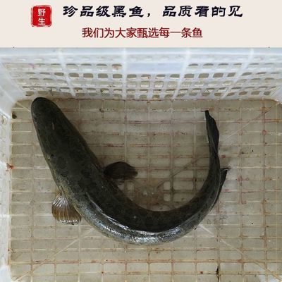 微山湖原生态淡水鱼鲜活现杀黑鱼乌鱼原生态术后滋补鲜活水产现杀