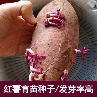 广东西瓜红薯种子紫薯苗高产地瓜种子红心蜜薯板栗番薯发芽种植