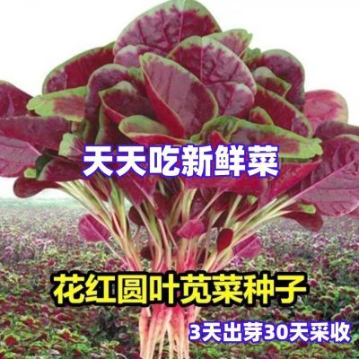 【30天可吃】红苋菜种子花红圆叶苋菜种子懒人种植撒籽就长速生