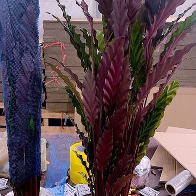 紫背波浪竹芋盆栽室内好养水培喜阴客厅桌面办公室彩叶观叶植物花