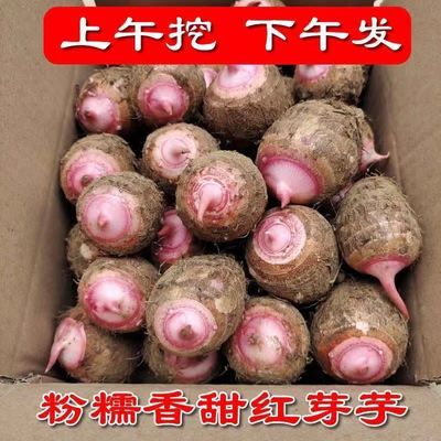 浙江农家特产2024现挖红芽芋头贵州新鲜香芋糯毛芋艿自种蔬菜