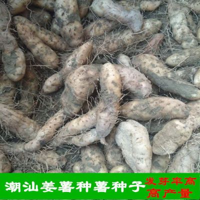 新鲜姜薯种苗 种植用姜薯种薯优质姜薯种易发芽肥壮种薯种植用