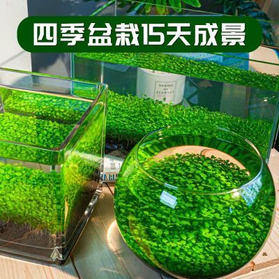 水草泥生态瓶水培植物客厅水草种子桌面景观摆件diy创意玻璃鱼缸