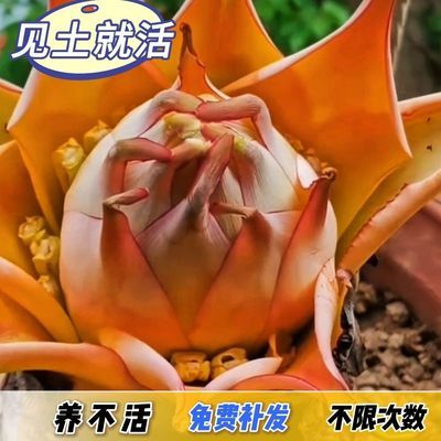 云南地涌金莲鲜花苞高档地涌红莲桌面可食用千瓣莲花新鲜卧室包活