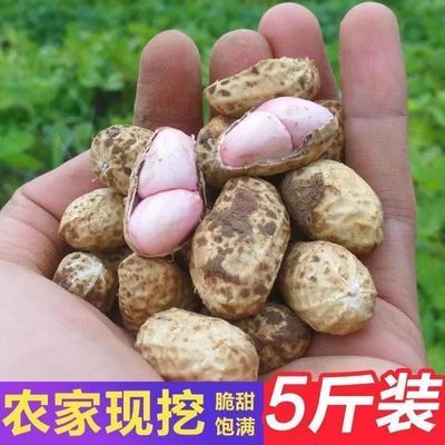 2024年现挖新鲜湿花生3斤 带壳泥花生农家自种粉红皮5斤可水煮1斤