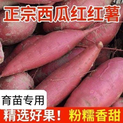 西瓜红蜜薯育苗种子已脱毒番薯种薯红皮红心烤地瓜西瓜红红薯种瓜