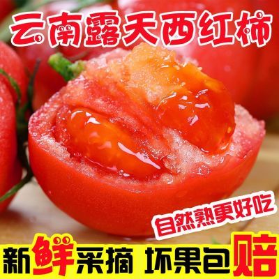 【现摘沙瓤】西红柿新鲜露天云南多汁红番茄可生吃自然成熟斤蔬菜