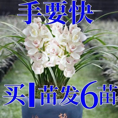 【耐寒】浓香型兰花苗室内盆栽四季兰花花卉建兰大花苞年宵花高贵