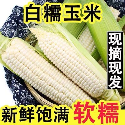 云南农家特产新鲜白糯玉米10斤现摘粘棒玉米粘嫩非即2/3斤食玉米
