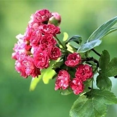 新款欧洲保罗山楂树苗正品红花重瓣英格兰山楂户外阳台庭院名贵花