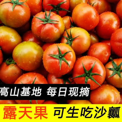 【露天现摘】沙瓤云南番茄西红柿新鲜自然成熟大红果农家自种批发
