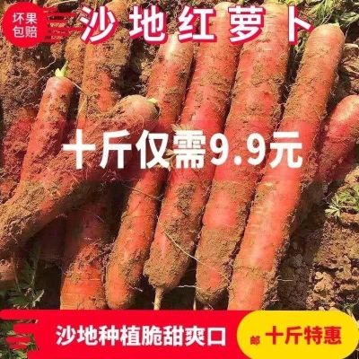 新鲜胡萝卜沙土地新鲜蔬菜水果红萝卜现挖现发农家自种水果胡萝卜
