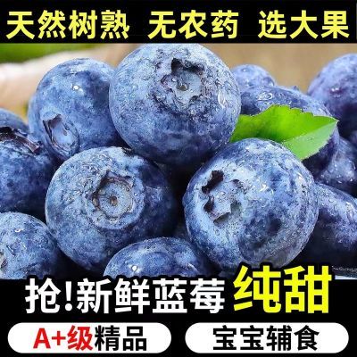 冷链保鲜】新鲜蓝莓树熟现摘当季大中小果蓝莓应季水果蓝莓4盒装