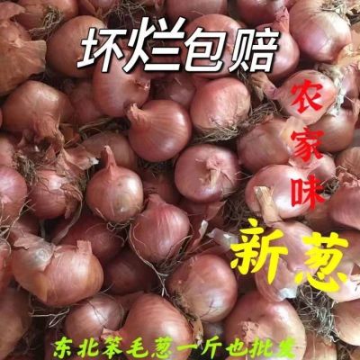 东北小毛葱新鲜蔬菜批发包邮洋葱元葱干毛葱农家种植小鬼子葱红葱