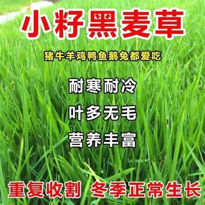 牧草种子进口多年生黑麦草无毛四季养牛羊鸡鸭鱼鹅兔高产耐寒草籽