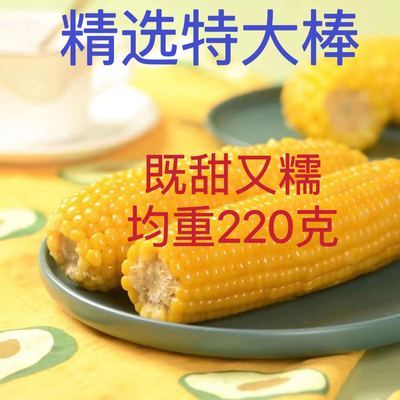 【特惠】特大精选玉米甜糯棒子正宗东北糯玉米新鲜香甜玉米黏玉米