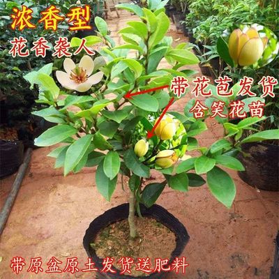 含笑花苗浓香型花卉带花苞室内阳台耐寒四季常青植物含笑花盆栽