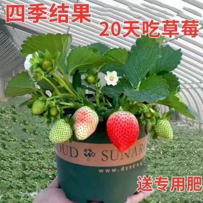 (20天结果)奶油草莓秧苗盆栽四季草莓苗南方北方种植当年结果