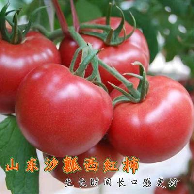 西红柿新鲜蔬菜山东农家现摘水果沙瓤番茄自然熟柿子2/5斤包邮