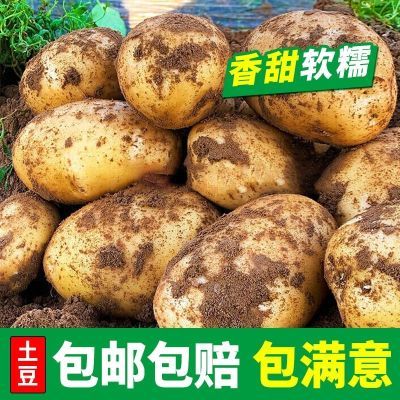 【今年新货】云南高原黄皮新鲜大个富硒有机土豆洋芋马铃薯蔬粉糯