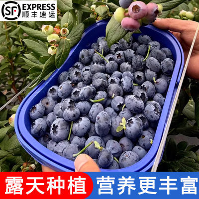云南高山蓝莓当季新鲜现摘水果蓝梅鲜果孕妇即食大果