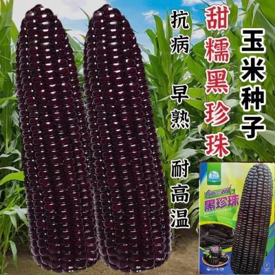 黑甜糯玉米种子甜糯黑珍珠玉米种子原装正品黑糯玉米种子高产抗病